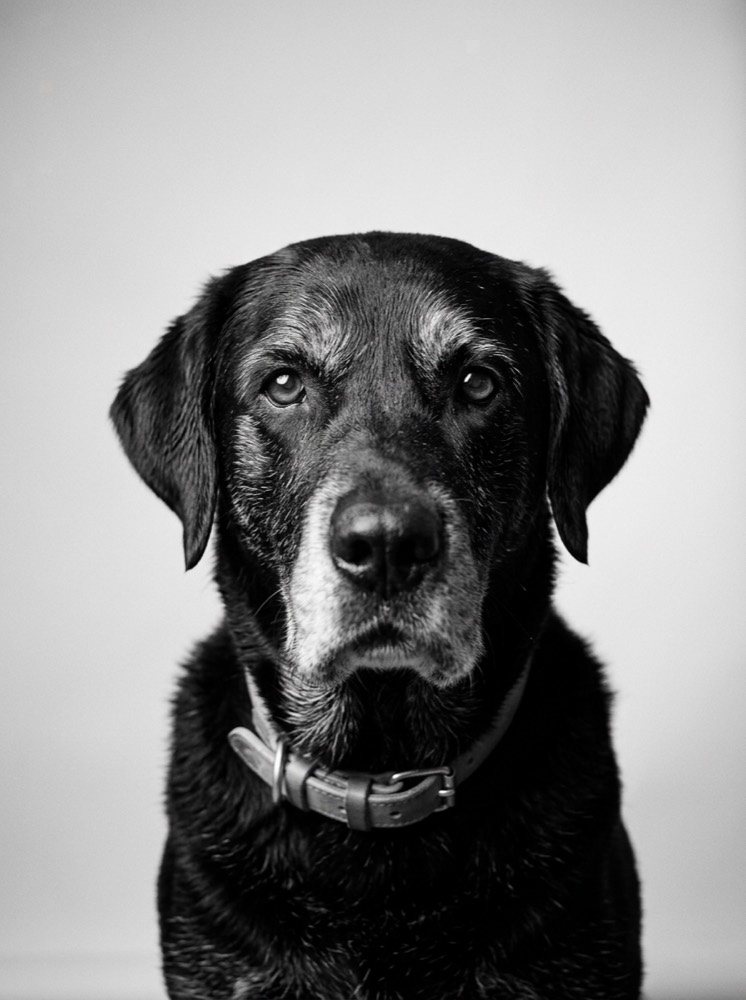 Schwarz-Weiß-Porträt von Diego, einem schwarzen Labrador mit ergrauter Schnauze